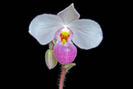 Paphiopedilum delenatii, eine Art Orchideenblume