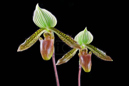 Paphiopedilum Wardii (Greensleeves x Chocolate Mint), un cultivar de una especie de orquídea zapatilla