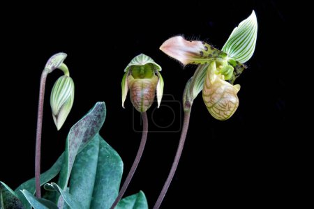 Paphiopedilum venustum Hausschuh-Orchidee in Blüte