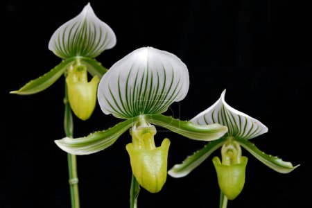 Paphiopedilum Maudiae, a green and white slipper orchid flower