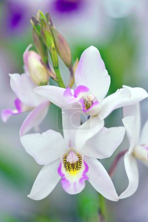 Caulaelia Mizoguchi 'Princess Kiko' BM / JOGA, une fleur d'orchidée hybride primée