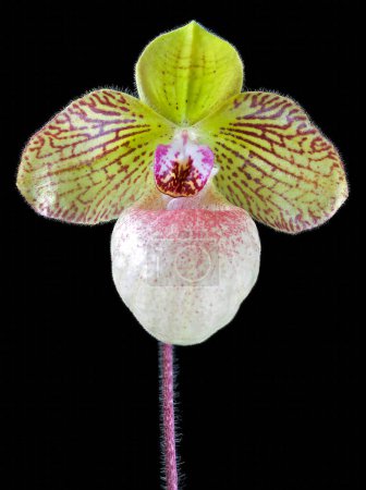 Paphiopedilum fanaticum, a slipper orchid flower with a delicate pattern