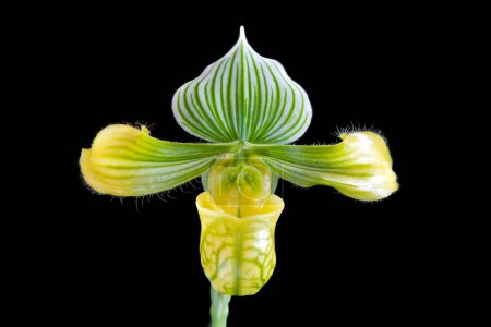 Paph. Venustum fma. álbum 'Schumacher' x self, una flor de orquídea zapatilla