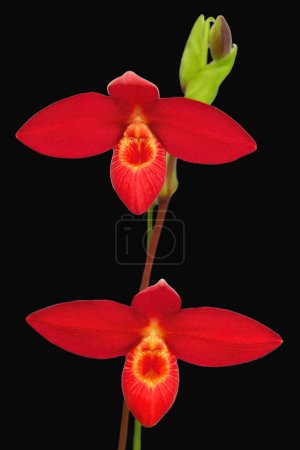 Phragmipedium 'Scarlet O' Hara ', eine Hausschuh-Orchidee mit scharlachroten Blüten