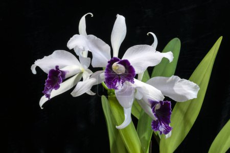 Brazilian orchid flower Cattleya purpurata var. schusteriana, also known as Laelia purpurata schusteriana, or Purple Stained Laelia, white petals and distinctive purple lip.