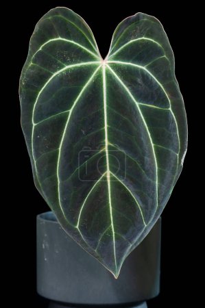 Anthurium Crystal Sky, croisement hybride entre A. crystallinum et A. besseae aff. C'est une plante aroïde au feuillage veiné foncé