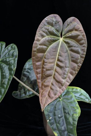 Anthurium Amazon Diamond, a hybrid cross between A. besseae aff. and A. luxurians, both species of tropical aroid plants from South America.