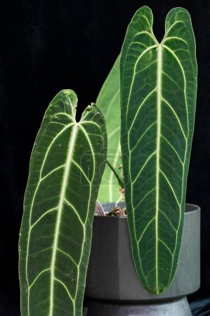 Anthurium warocqueanum, a velvet leaf anthurium plant famous for its long dark green leaves and white veining