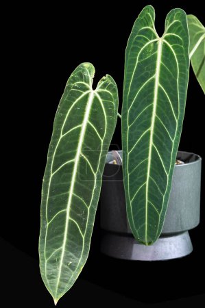 Anthurium warocqueanum, a velvet leaf anthurium plant famous for its long dark green leaves and white veining