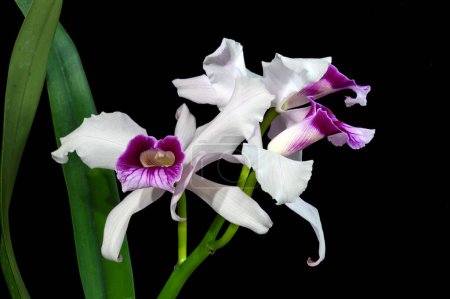 Cattleya (formerly Laelia) purpurata var. russelliana, a Brazilian orchid flowering plant