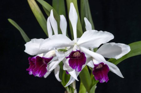 Cattleya (formerly Laelia) purpurata 'Cindarosa', a Brazilian orchid plant with exquisite flowers