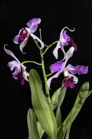 Cattleya (formerly Laelia) purpurata striata, a Brazilian orchid plant with exquisite flowers