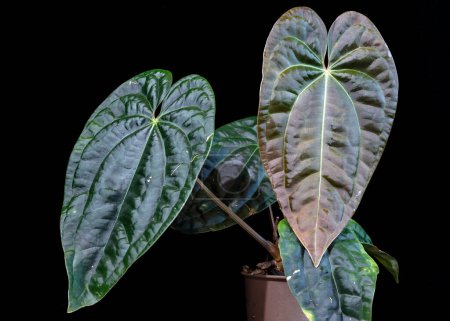 Anthurium Amazon Diamond, a hybrid tropical aroid plant that is a cross between A. besseae aff. and A. luxurians