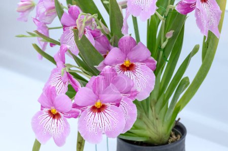 Miltoniopsis Enzan Cascade 'Tuturina', an orchid hybrid flower with beautiful pink patterning