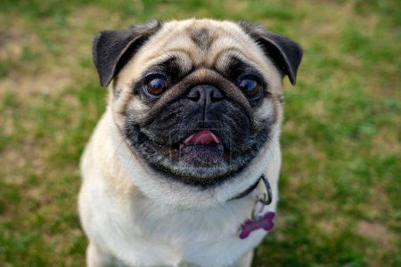 Photo for Cute mops pug dog puppy looking up into the camera . - Royalty Free Image