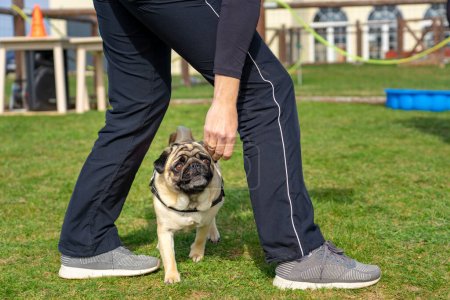 Photo for Woman trainer teaching a mops pug dog showing him what to do in a dog school . - Royalty Free Image