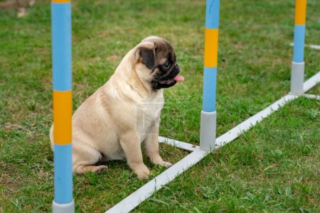 Photo for Little mops pug dog puppy in a dog school has been trained outdoor . - Royalty Free Image