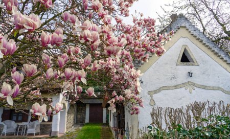 Téléchargez les photos : Belle vieille maison traditionnelle hongroise musée à Szigliget à côté du lac Balaton avec magnifique magnolia arbre . - en image libre de droit