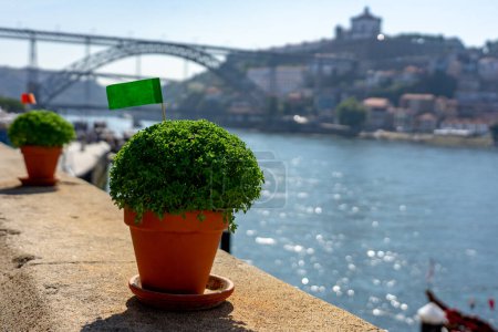 Photo for Basil plant manjerico symbol of sao joao festival in Porto Portugal . - Royalty Free Image