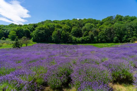 lavender fesival in Pannonhalma Hungary next to the abbey beautiful nature .