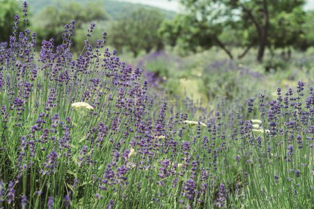 Tenderness of lavender fields in Tihany Hungary .