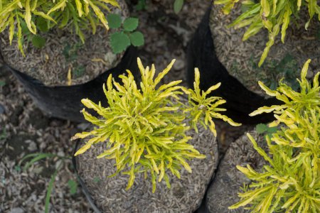Téléchargez les photos : Ornamental plant called yellow broccoli - en image libre de droit