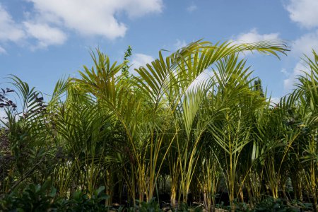 Téléchargez les photos : Palm type ornamental plant that serves to cool the atmosphere of the room - en image libre de droit