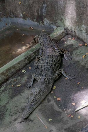 Téléchargez les photos : Crocodile trouvé dans Lombok Wildlife Park - en image libre de droit