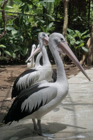 Téléchargez les photos : Différents types d'oiseaux peuvent être trouvés dans le parc animalier Lombok - en image libre de droit