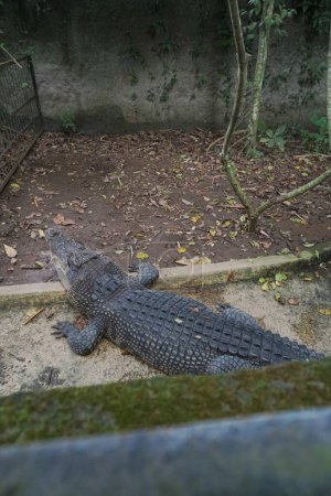 Photo for Crocodile found in Lombok Wildlife Park - Royalty Free Image
