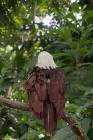 Téléchargez les photos : Différents types d'oiseaux peuvent être trouvés dans le parc animalier Lombok - en image libre de droit