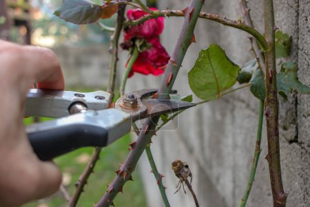 Téléchargez les photos : Pruning rose trees in my garden in december - en image libre de droit