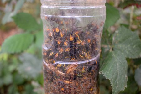 many asian hornets caught in a home made trap
