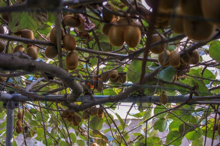 Téléchargez les photos : Kiwi Grove généreux : des arbres éclatent avec des fruits prêts à cueillir - en image libre de droit