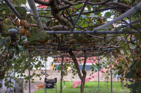 Téléchargez les photos : Mûr et prêt : Kiwi arbres chargés pour la récolte - en image libre de droit
