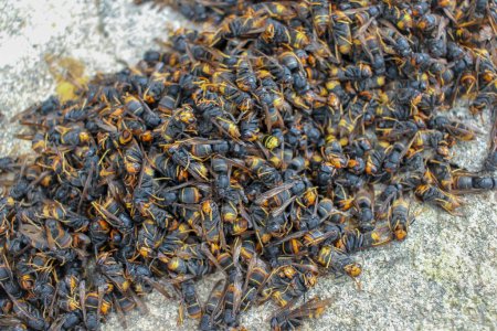 una pila de avispones asiáticos muertos encontrados en una trampa