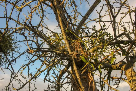 mistletoe is a parasite in an apple tree in an orchard