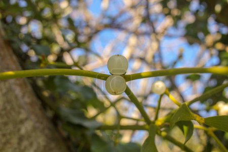 mistletoe is a beautiful parasite in an apple tree