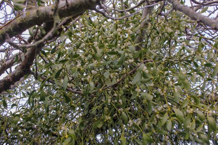 viscum album or mistletoe in an apple tree