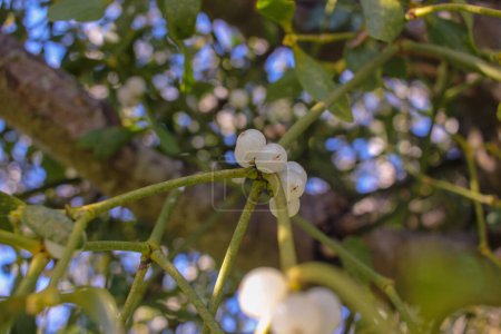 white small balls of mistletoe in an apple tree