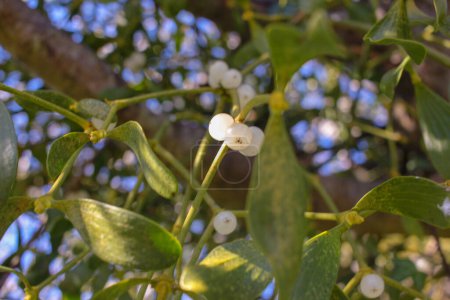a parasite in an apple tree in an orchard in Galicia, Spain. Mistletoe