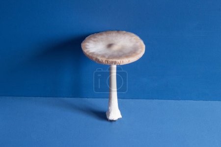 Foto de Vista superior de un hongo gigante blanco con tallo largo y gran gorra agárica sobre un fondo de estudio azul asimétrico. - Imagen libre de derechos