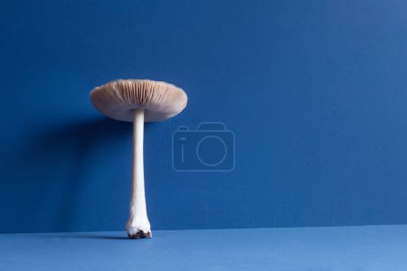 Foto de Un hongo gigante blanco con tallo largo y gorra de agárico grande sobre fondo de estudio azul con espacio de copia. - Imagen libre de derechos
