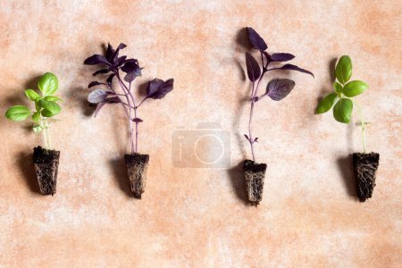 Téléchargez les photos : Une vue aérienne de quatre semis de basilic, deux verts et deux violets, mettant en valeur leurs racines visibles sur un fond abstrait aquarelle pastel. - en image libre de droit