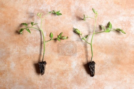Téléchargez les photos : Vue aérienne de deux semis de tomate avec des feuilles jaunies et des racines visibles montrant les premiers stades de croissance de la tomate sur un fond aquarelle pastel. Jardinage à domicile - en image libre de droit