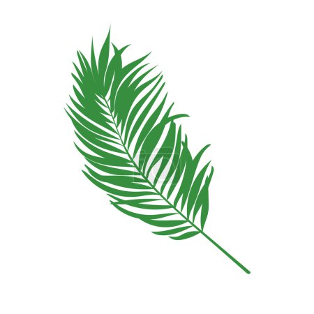 Foto de Hoja de palmera verde vector. Aislado sobre el fondo blanco - Imagen libre de derechos