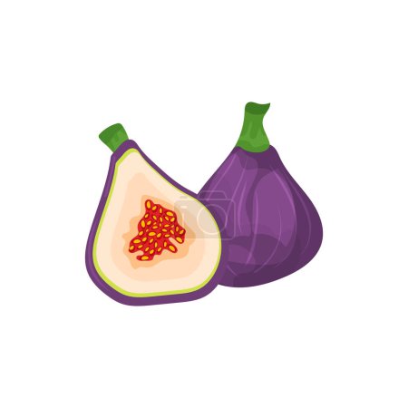Illustration for Purple figs in vector cartoon style, isolated on white background. - Royalty Free Image