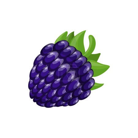 Illustration for Purple black blackberry with green leaves in cartoon style, isolated on white background. - Royalty Free Image