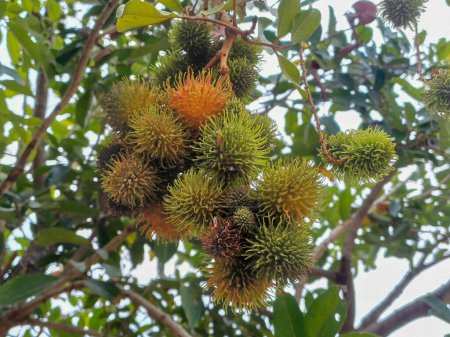 Rambutan fruits or Nephelium lappaceum on tree. a tropical tree in the family Sapindaceae