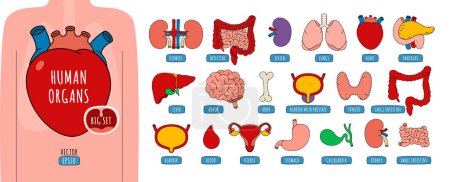 Illustration for Large set of human internal organs in cartoon style, including brain, heart, liver, spleen, kidneys, lungs, stomach, etc. Vector illustration - Royalty Free Image